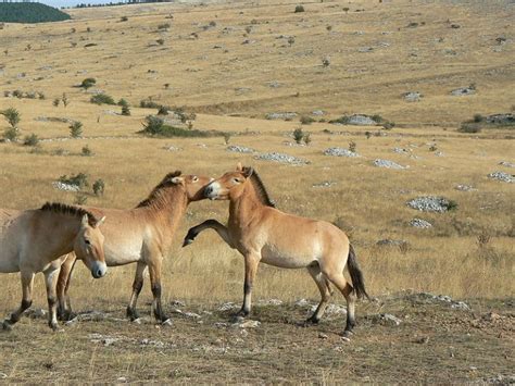 Introducing the wild horses of Mongolia