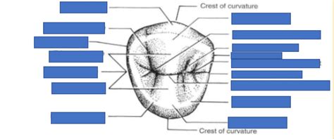 Mandibular Premolar Labeled Diagram Diagram Quizlet