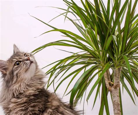 Non Toxic Plants for Cats, Dogs and Kids - The Contented Plant