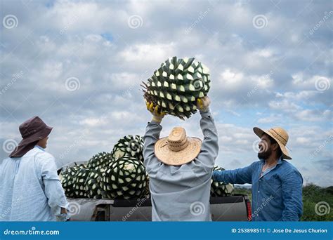 Tequila Jalisco Mexico August 15 2020 Farmers Are Loading The Agave