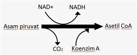 Proses Dan Tahapan Siklus Krebs EDUBIO