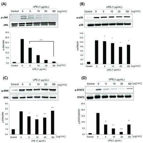 Effect Of Compound 1 On The Ikb Phosphorylation In The Nf κb Signaling Download Scientific