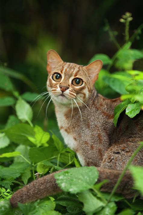 Rusty Spotted Cat Captive Occurs In Sri Lanka Photograph By Terry