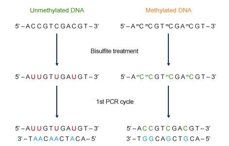 Dna Methylation Guide Abcam