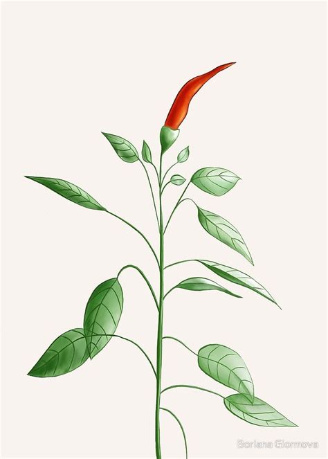 Hot Chili Pepper Plant Botanical Art By Boriana Giormova
