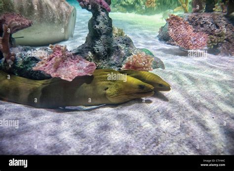 Sea Life Kansas City Aquarium Stock Photo - Alamy