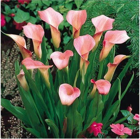 Calla Lily Bulbs Mixcalla Lily Bulbs Bulkcalla Lilies