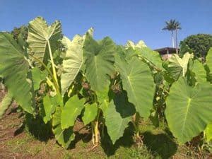 Como Plantar Inhame Dicas De Cultivo E Passo A Passo De Cuidados