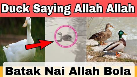 Duck Saying Allah Allah Batak Nai Ye Kya Kiya Sab Hairaan Hogai