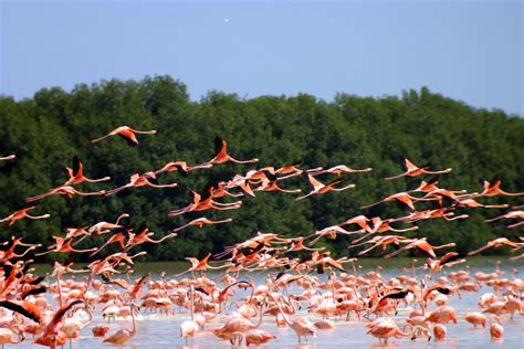 Flamingos Yucatan Mexico © Tritour Greatdays Group Travel