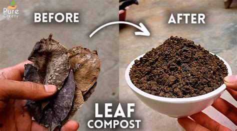 How To Make Leaf Mould Compost at Home? (WITH UPDATES) - Pure Greeny