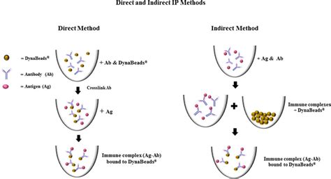 Direct And Indirect Ip Methods Invitrogen Protein G Dynabeads