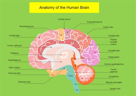 Anatomay Of The Human Brain EdrawMax Template