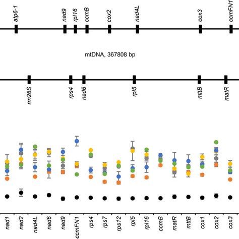 Relative Mitochondrial Dna Mtdna Copy Number Of Mitochondrial Genes