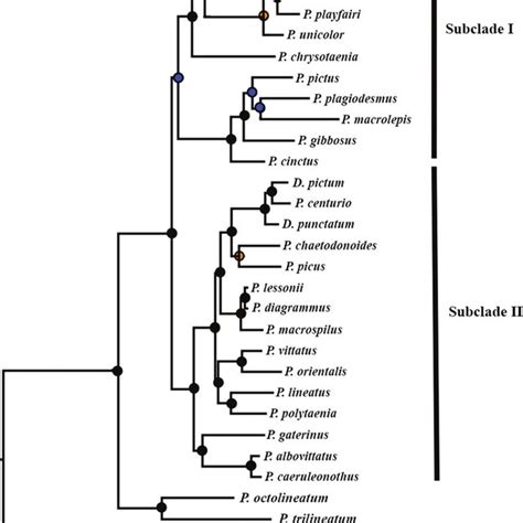 Bayesian Inference Tree Based On The COI Showing The Results Of