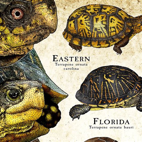 Box Turtles Of North America Poster Field Guide Etsy