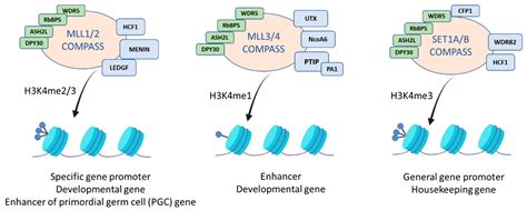 Life Free Full Text Structure Activity And Function Of The Mll2 Kmt2b Protein Lysine