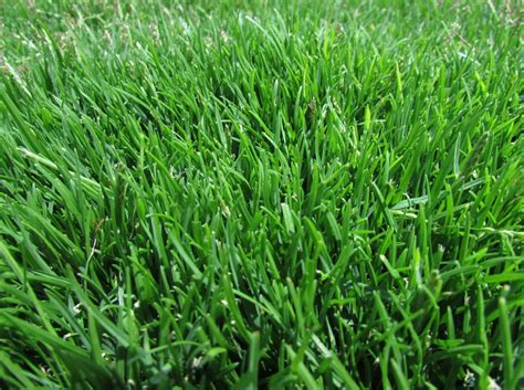 Emerald Zoysia Zoysia Emerald Grass Seeds 1 8 Lb Garden And Outdoor