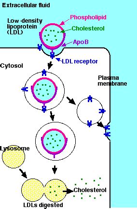 Receptor Mediated Endocytosis Micrograph