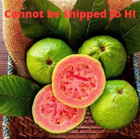 Guava Plant Live Ruby Supreme Psidium Guajava Fruiting Tree 6 Pot