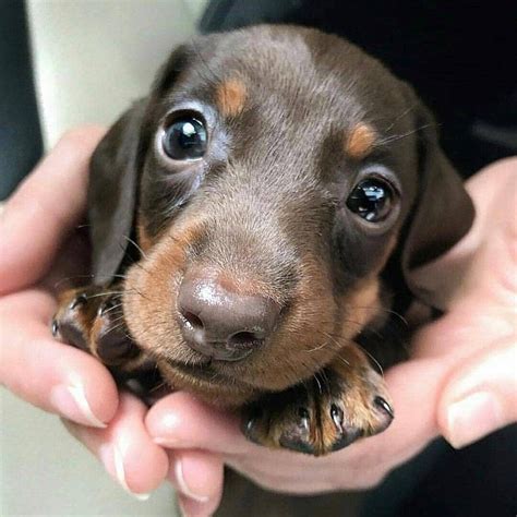 Can This Precious Baby Light Up Your Monday 😍 🛂 Visit Us 👉 Dachmojis