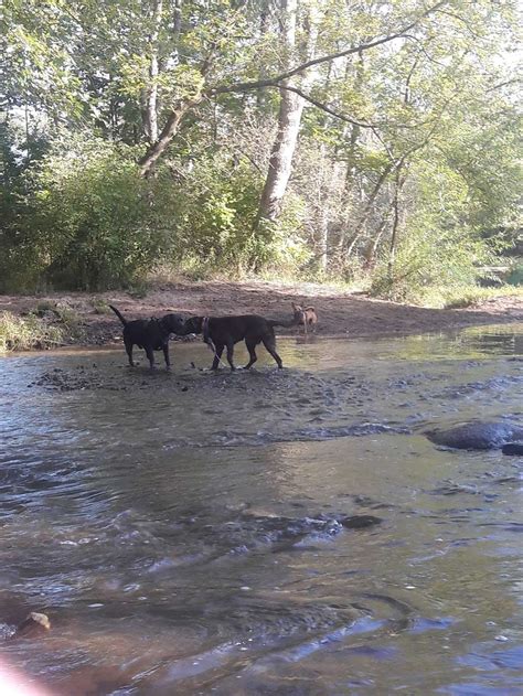 Caledonia Dog Park Dog Beach Area 1 Racine Wi 53402 Usa Businessyab