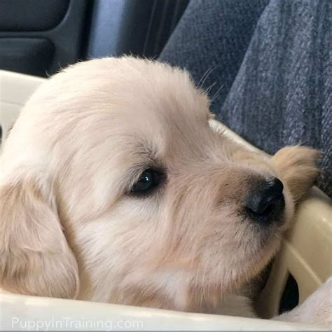 Our Litter Of Golden Retriever Pups Week 5 Puppy In Training