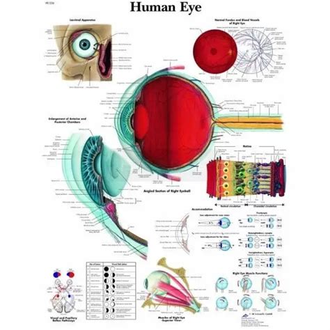 Anatomie Poster Van Het Menselijk Oog Online Bestellen Framo Nl