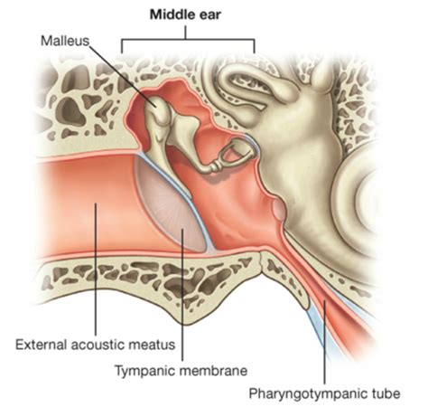 Ear, Nose, and Mouth Flashcards | Quizlet