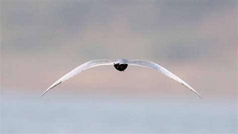 Black Bellied Tern Sterna Acuticauda Chambal India Coke Smith Wildlife