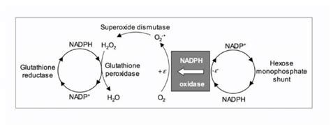 Schematic Representation Of Nad P H Oxidase Activity This Enzymes