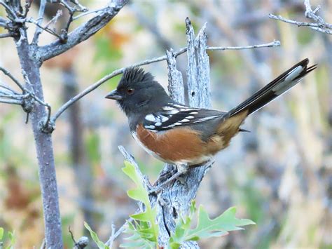Bird Report Lists