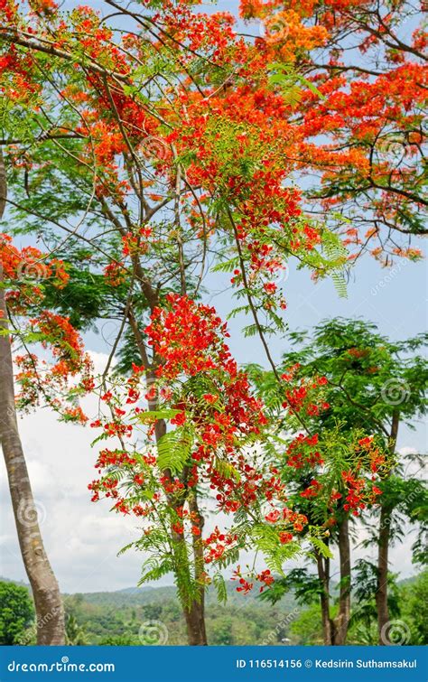 Royal Poinciana Or Flamboyant Tree Stock Photo Image Of Flora Orange