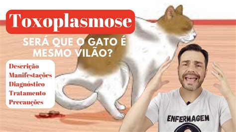 TOXOPLASMOSE Será que o gato é mesmo o vilão Aprenda tudo sobre a