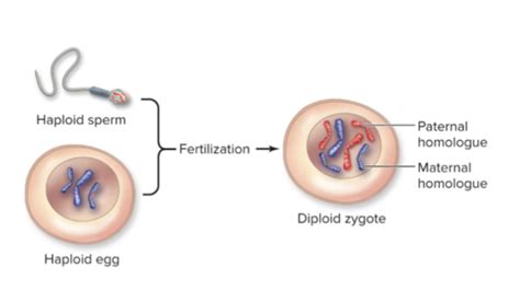 Chapter 11 Sexual Reproduction And Meiosis Flashcards Quizlet