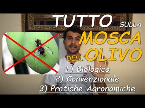 MOSCA Dell OLIVO TRATTAMENTI BIOLOGICI CONVENZIONALI Come