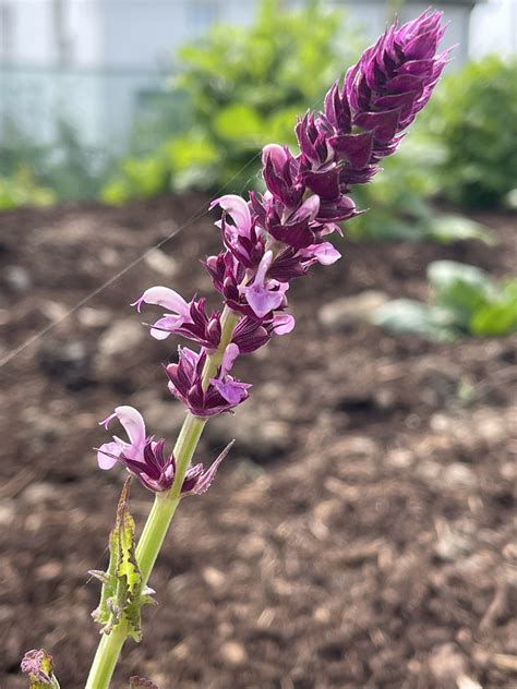 Salvia X Superba Rose Queen Tantalus Plant Nursery Flower Farm