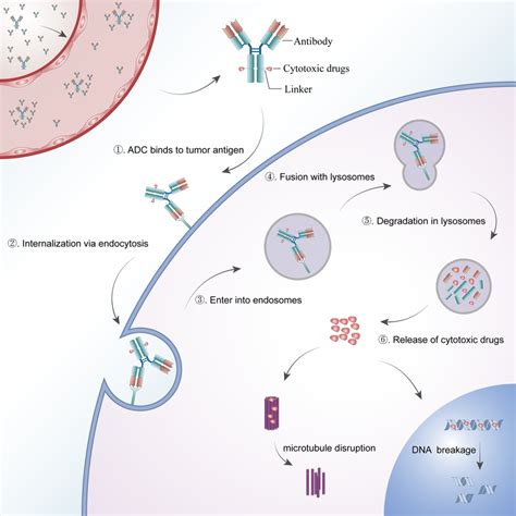 The Core Mechanism Of Action Of Antibodydrug Conjugates ADCs ADCs