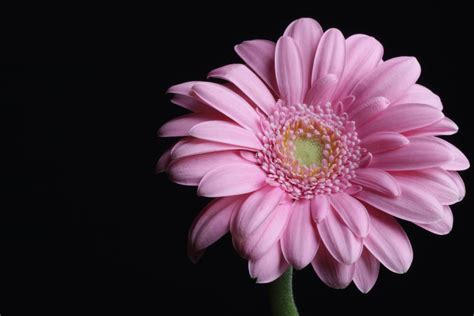 Фон для рабочего стола: макро, pink, розовая, гербера, gerbera, macro