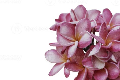 Flores Hawaianas Png Para Descargar Gratis