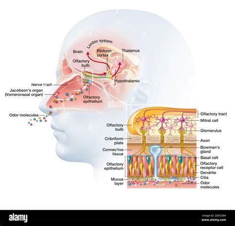 Olfactory Cells Diagram