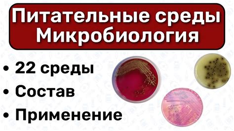 Питательные среды МИКРОБИОЛОГИЯ виды питательных сред применение