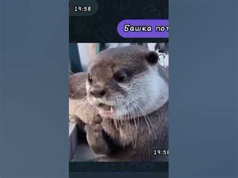 шипучий хаш? - YouTube