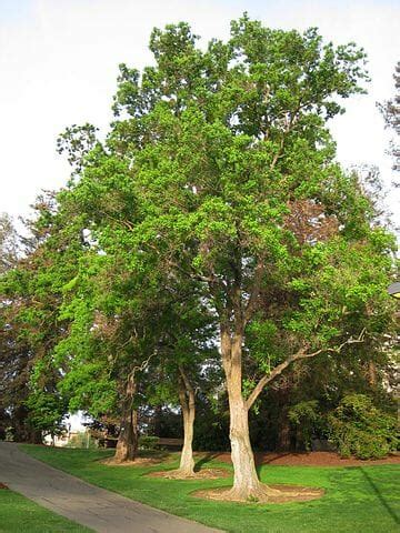 Triadica 'Chinese Tallow' Tree - Hello Hello Plants