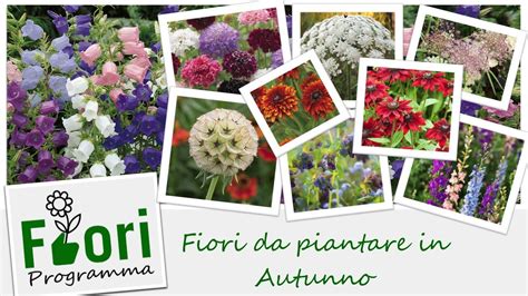 I Migliori Fiori Per Piantare In Autunno Guida Completa E Consigli