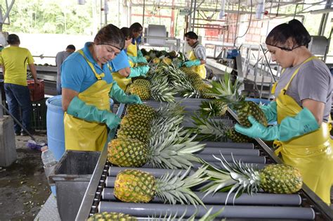 Bananeras Y Pi Eras En Costa Rica Sindicato De Trabajadores De