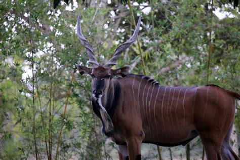 Giant Eland Taurotragus Derbianus The Giant Eland Is A Flickr