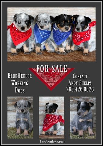 Blue Heeler Pups Nex Tech Classifieds