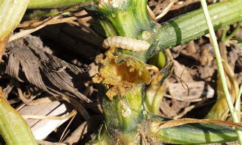 Biology And Management Of Squash Vine Borer In The Garden