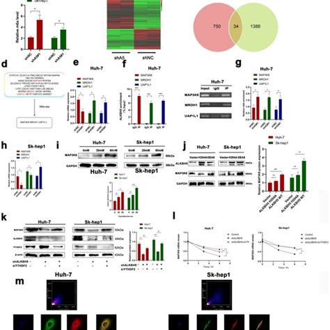 Mechanism Diagram ALKBH5 Regulates MAP3K8 Expression In A M6A